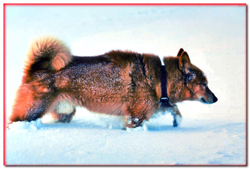 Spitz finlandés camina en nieve profunda