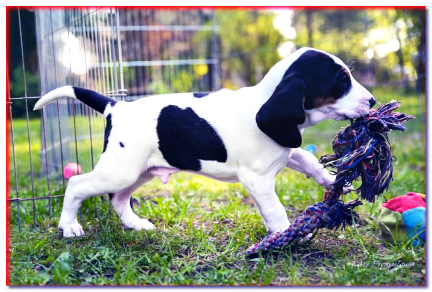 Cachorro sabueso bernés jugando con una cuerda
