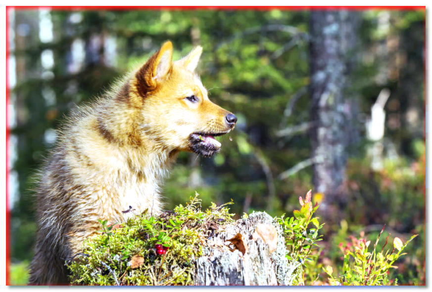 Retrato de cachorro spitz finlandés en el bosque