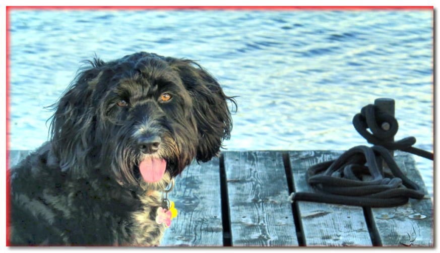 Retrato de un perro de agua portugués en el muelle