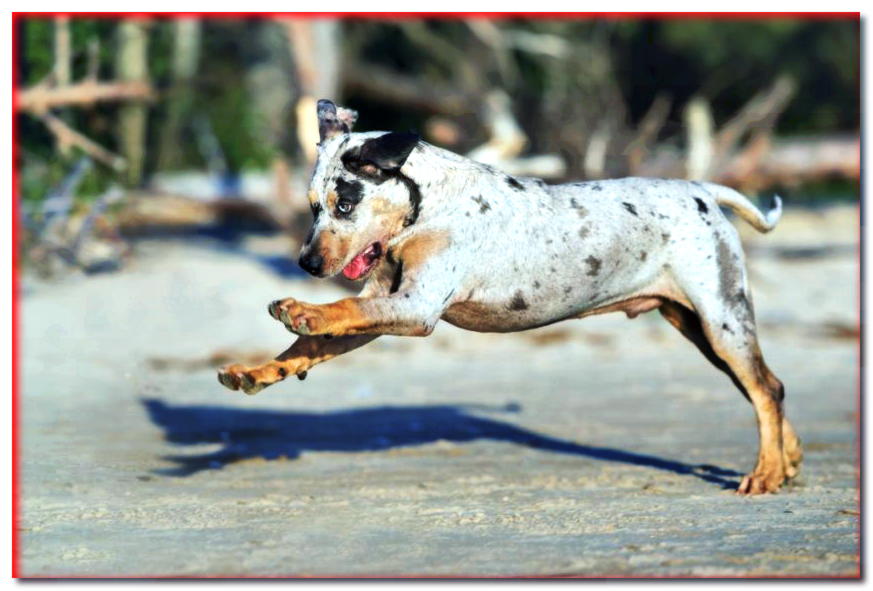 Cachorro Catahula cabalgando sobre la arena
