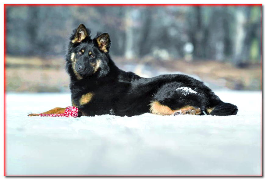 Choddy el perro yace en la nieve