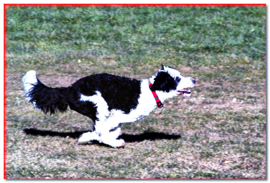 Perro de agua portugués en blanco y negro al galope
