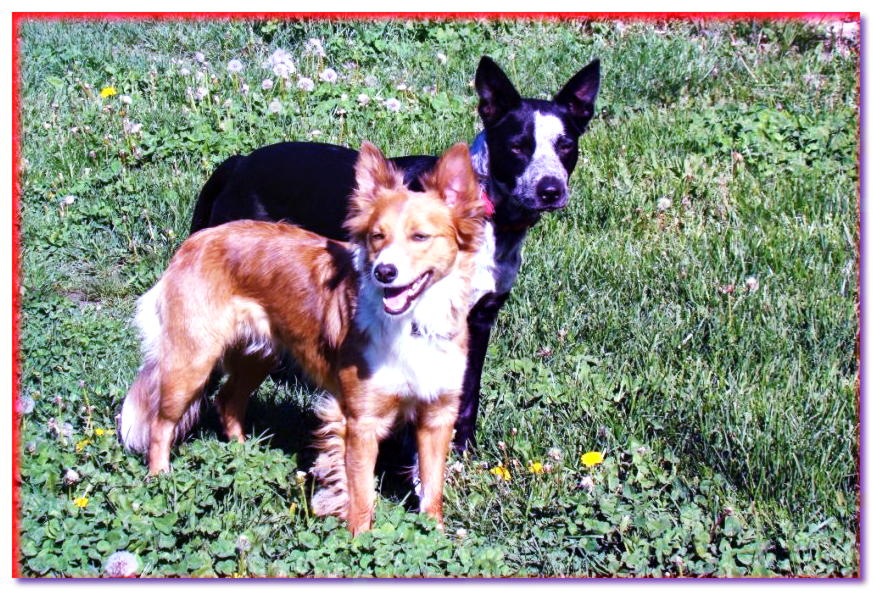 Una hembra morena de pelo largo y un perro culi de pelo corto blanco y negro están uno al lado del otro.