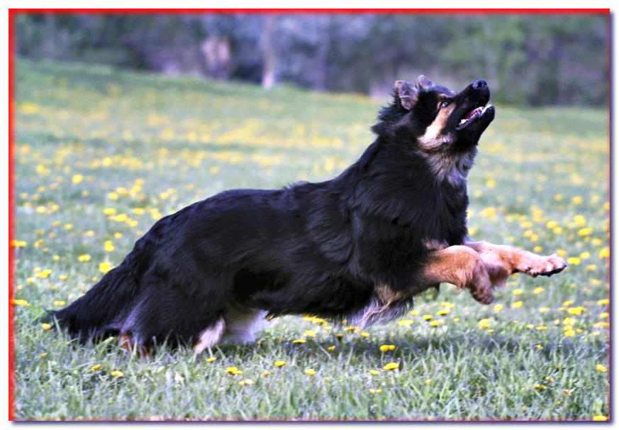 El perro de Chodsky corre por el prado con la cabeza echada hacia atrás