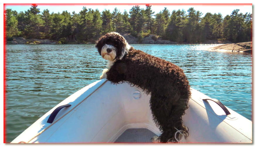 Perro de agua portugués en la proa del barco