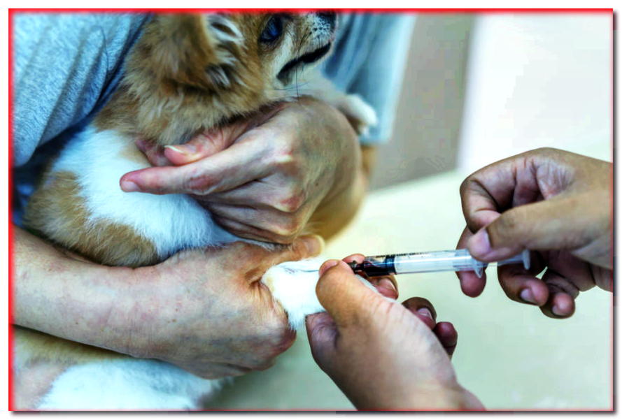 Un donante de sangre de cuatro patas. ¿Puede un perro donar sangre?
