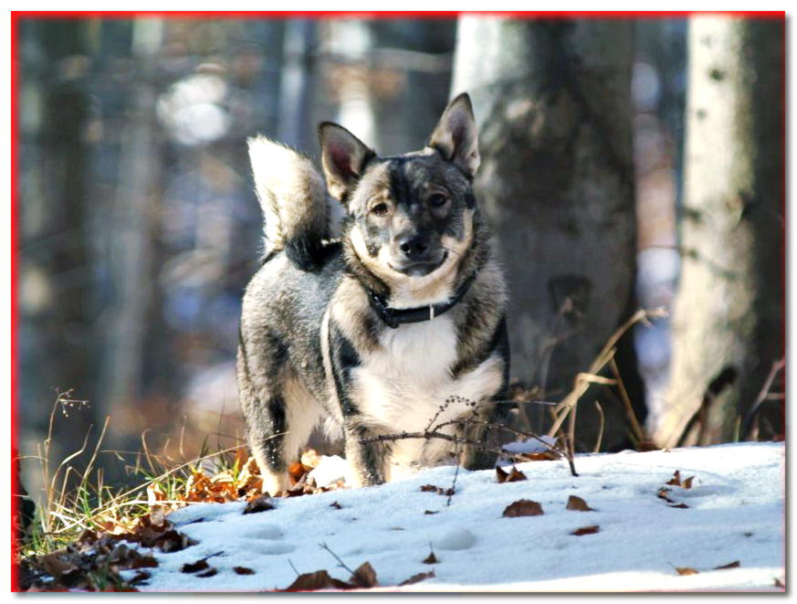 Wallhund en invierno al aire libre