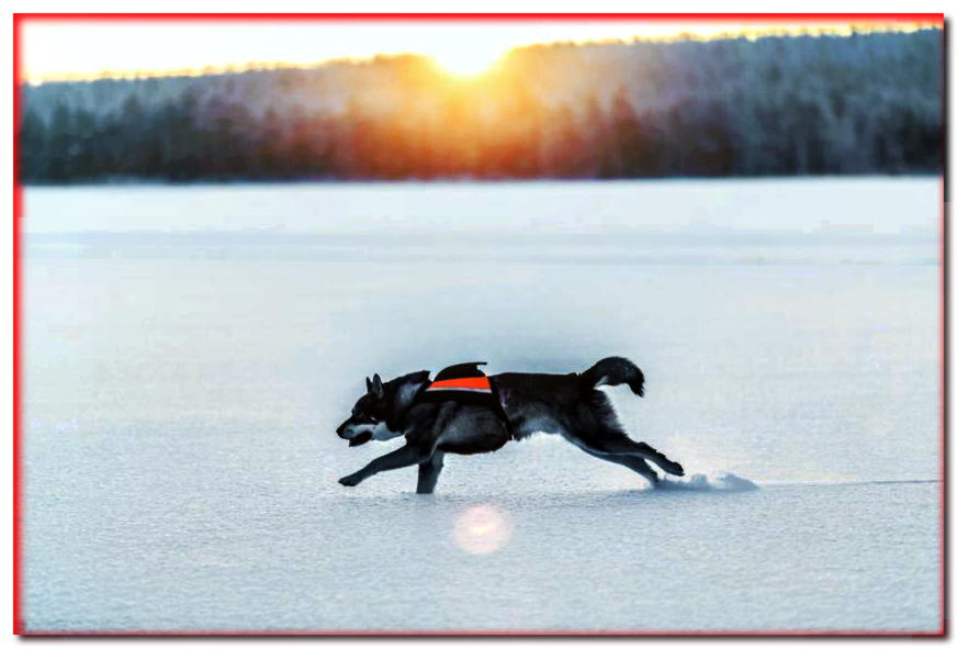 Jemthund en un paisaje invernal