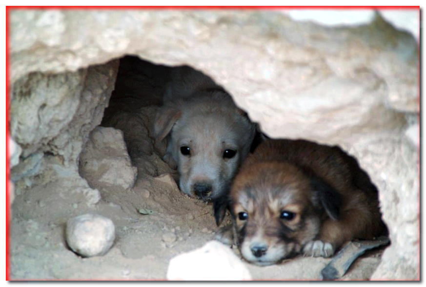 Cachorros cananeos en una cueva de tierra en el desierto