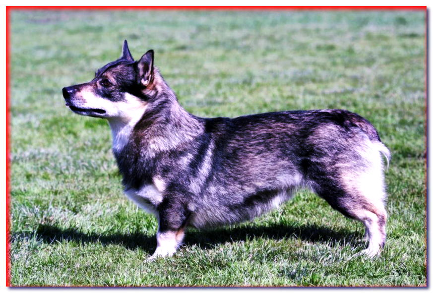 Wallhund de pie sobre la hierba con una cola naturalmente corta