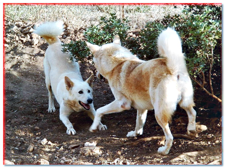 Dos perros cananeos jugando