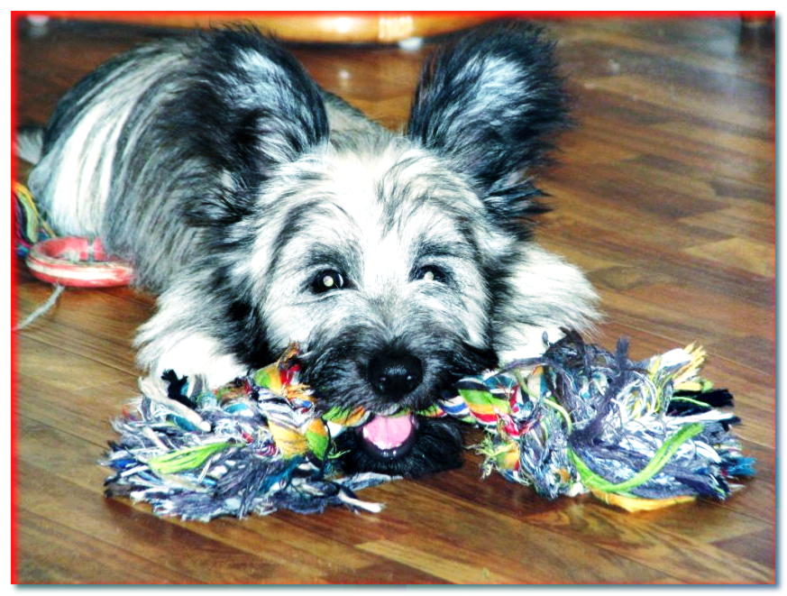 Cachorro de Skye Terrier tirado en el suelo con una cuerda de juguete en la boca