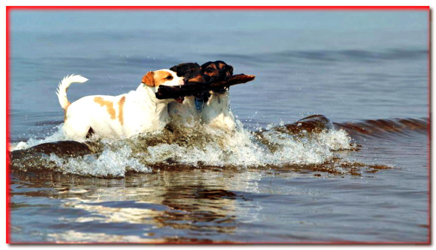 Tres gardshundas corren por el mar con un palo