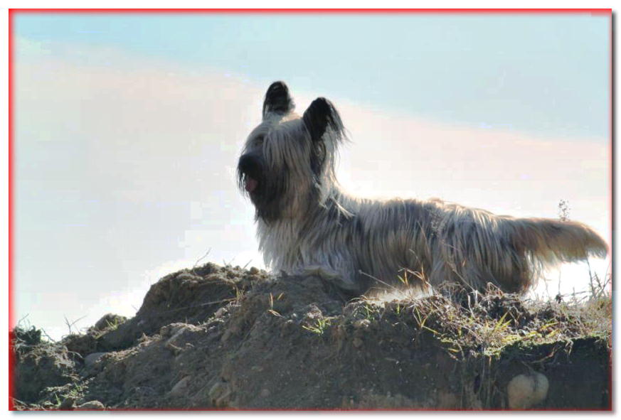 Skye Terrier se encuentra en una colina contra el cielo.