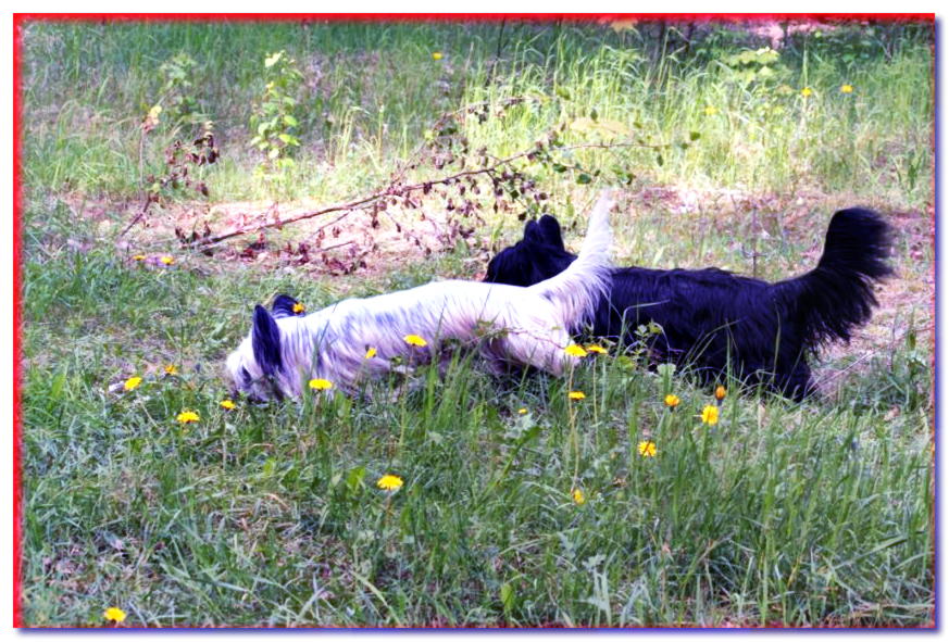 Skye terrier negro brillante examina la hierba