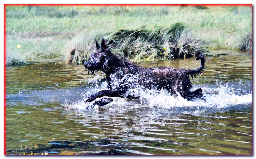 Perro Pastor de Picardía galopando sobre el agua