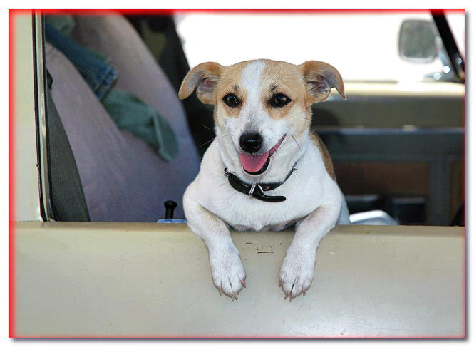 Un perro en un coche: ¿es posible asegurarse contra un accidente?