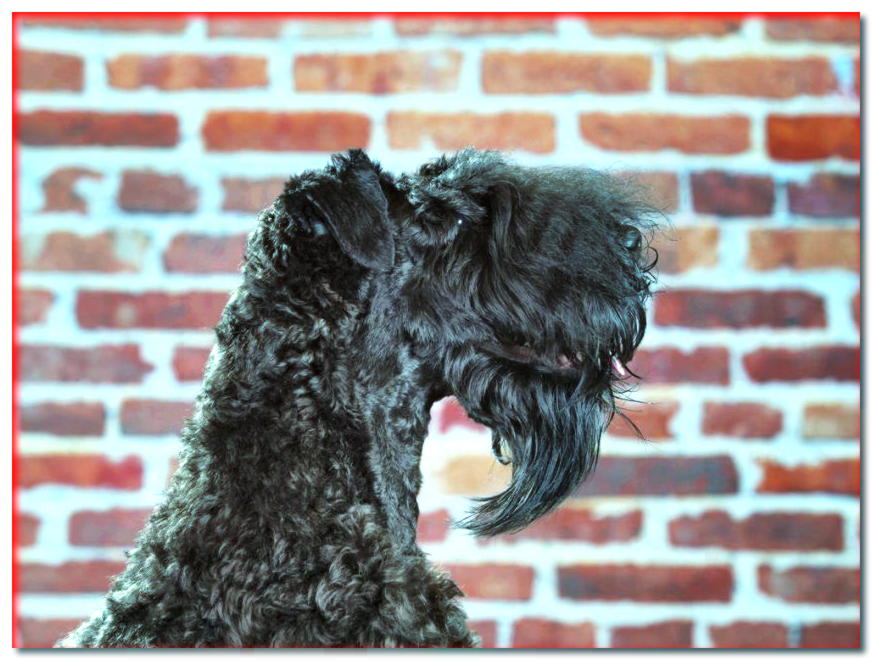 Cabeza de Kerry Blue Terrier de perfil