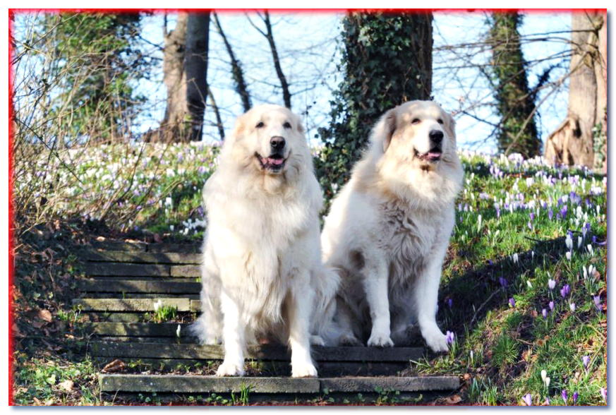 Dos perros de montaña de los Pirineos se sientan en los escalones