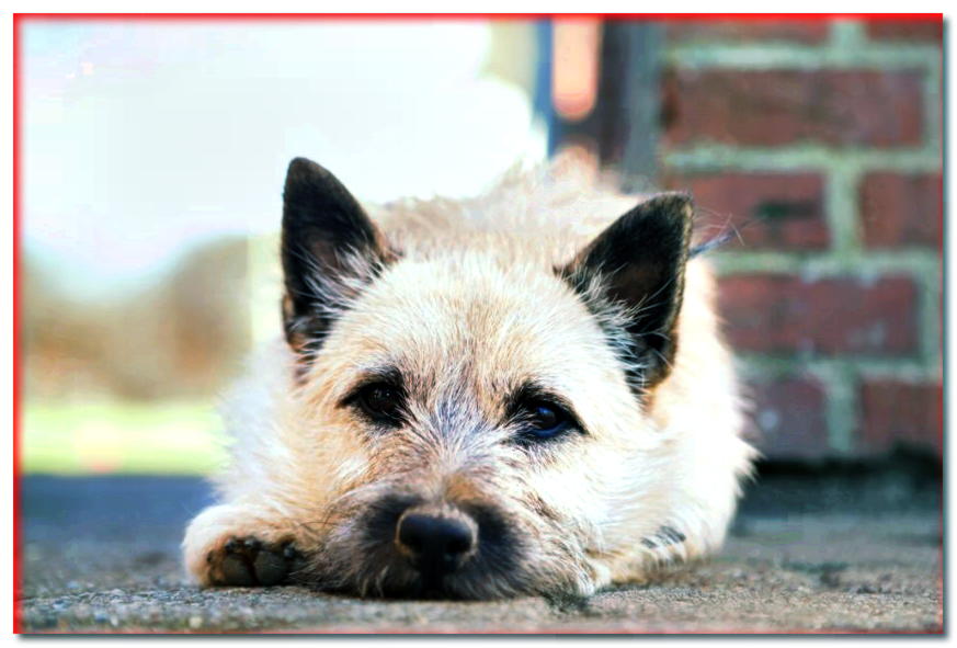Retrato de un Cairn Terrier acostado