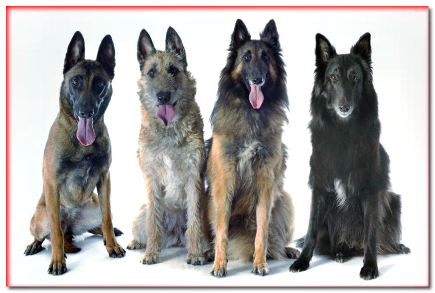 Cuatro variedades de perros pastores belgas