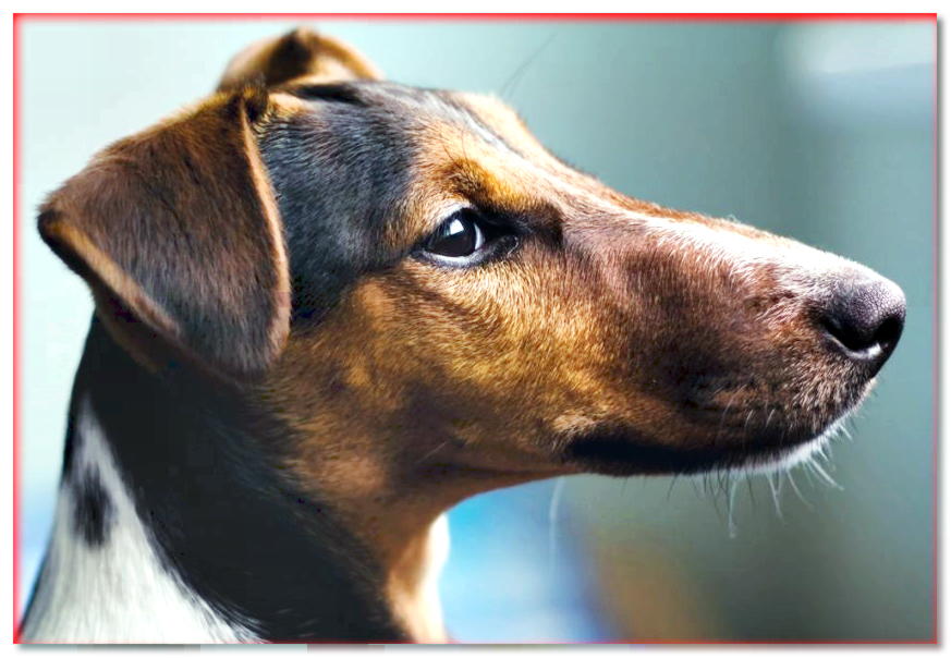 Retrato de Fox Terrier de pelo corto