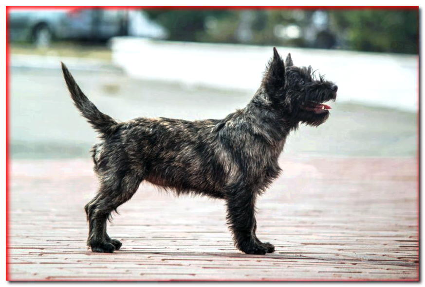 Cachorro de Cairn Terrier de pie