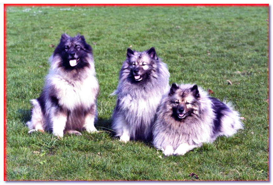 Tres lobos Spitz sobre la hierba