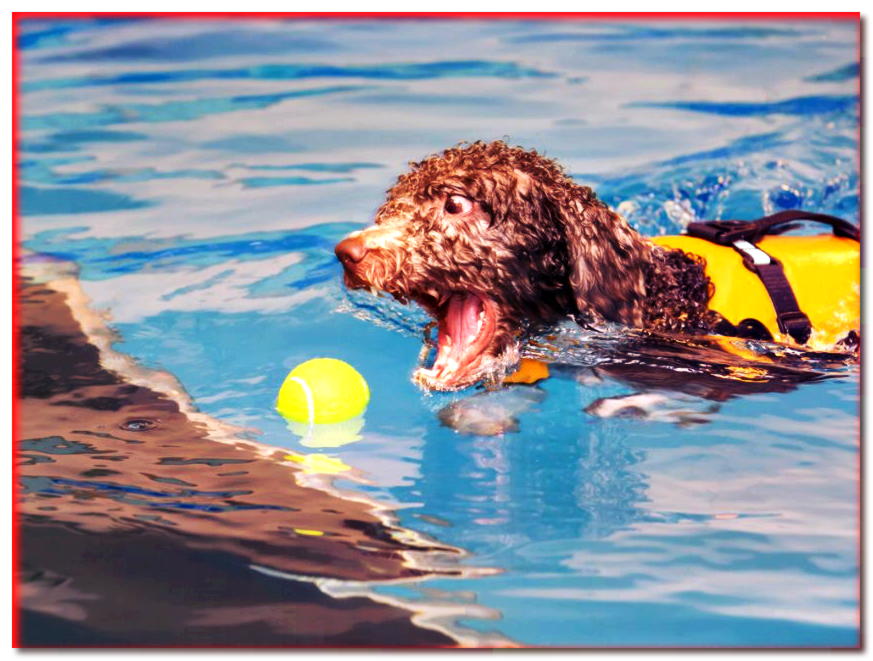 Perro de agua español atrapando una pelota en el agua