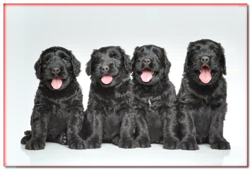 Cuatro cachorros de blackberry sentado sobre un fondo blanco.