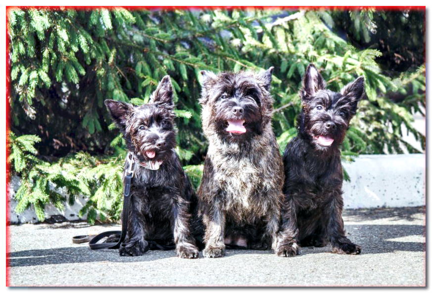 Tres Cairn Terriers sentados