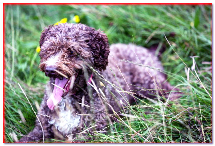 Perro de agua español tumbado en la hierba