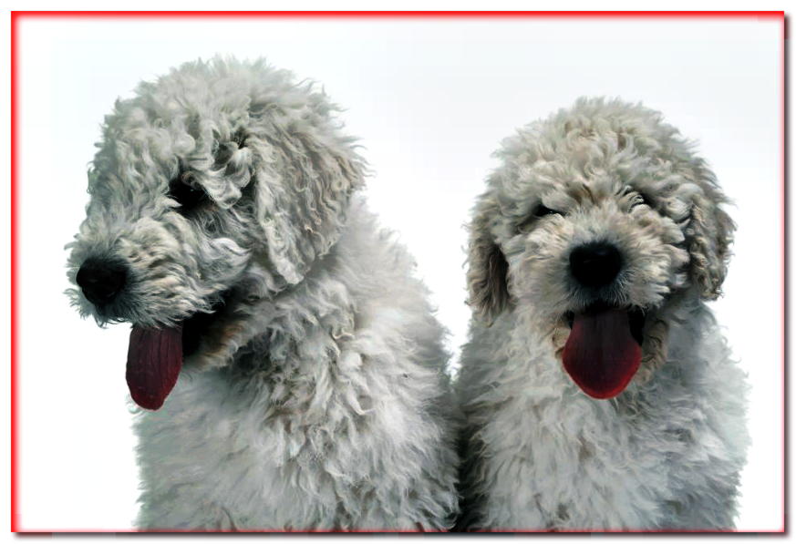 Retrato de dos cachorros de komondor sobre un fondo blanco.