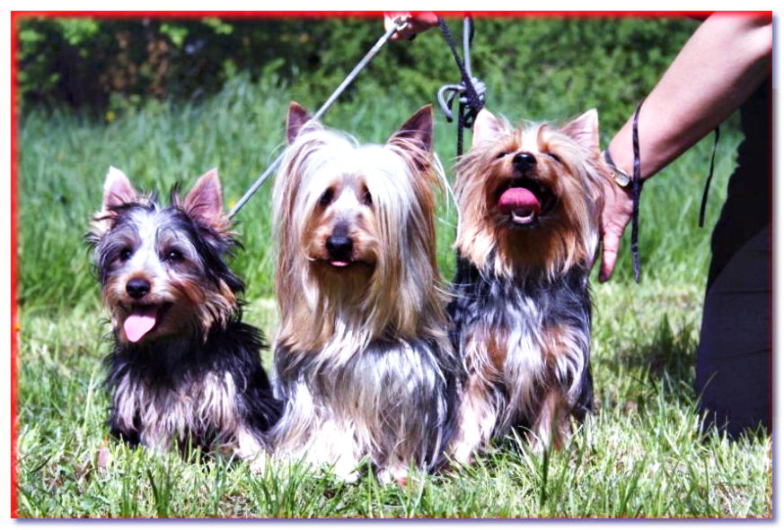 Tres terriers sedosos se sientan en la hierba