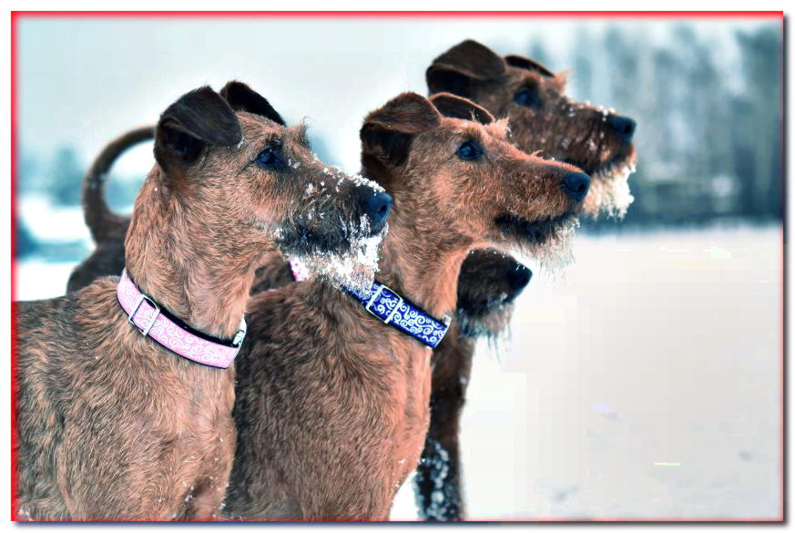 Retrato de tres terriers irlandeses en la nieve.