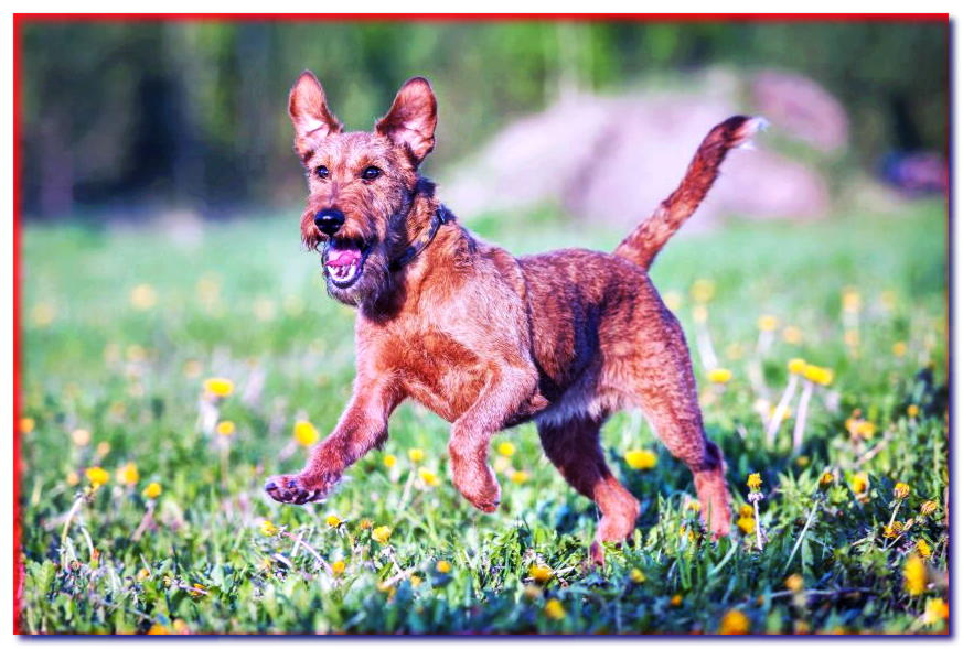 Irish Terrier corriendo en la pradera
