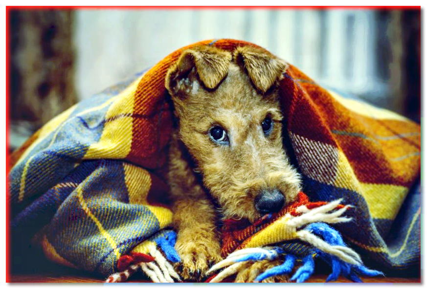 Cachorro de Terrier irlandés en una manta