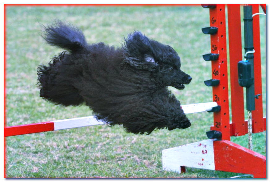 Caniche negro salta sobre un obstáculo