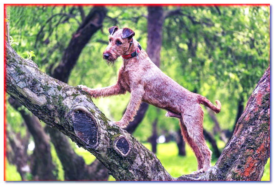 Irish Terrier posando en un árbol