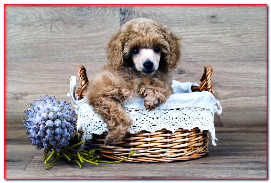 Cachorro de caja de albaricoque en una cesta