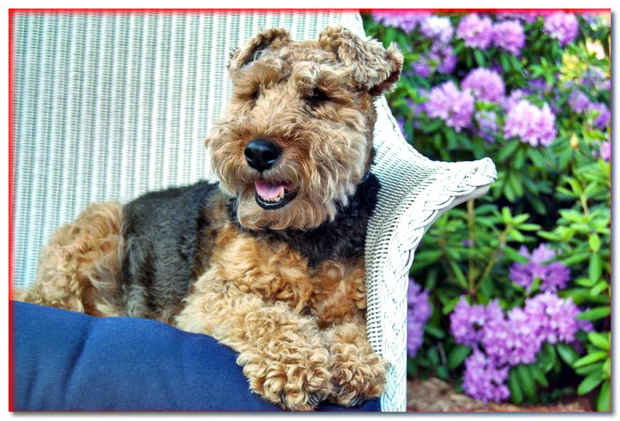 Terrier galés en una silla de jardín