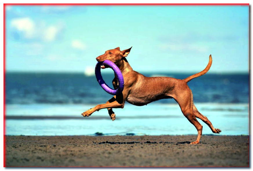 El perro del faraón corre por la playa con un juguete en la boca