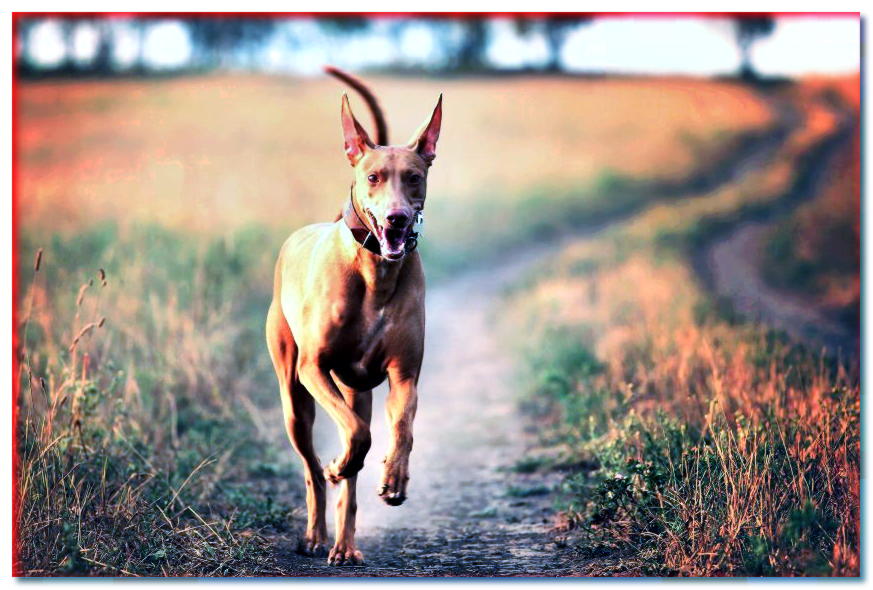 El perro del faraón corre por el camino