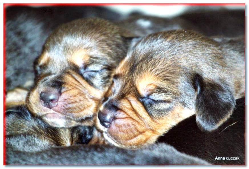 Dormir dos cachorros de sabueso