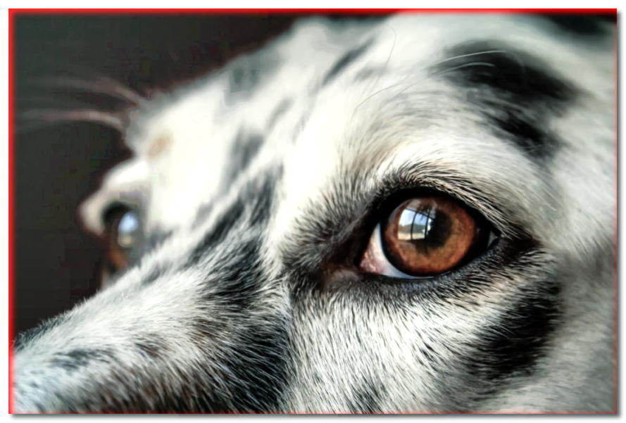 Glaucoma canino: ¿cómo tratarlo para evitar que su perro se quede ciego?