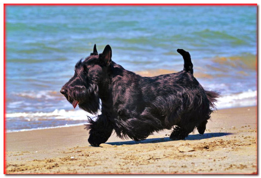 Terrier escocés negro en la playa