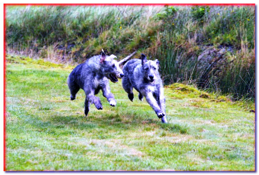 Dos perros lobo corriendo