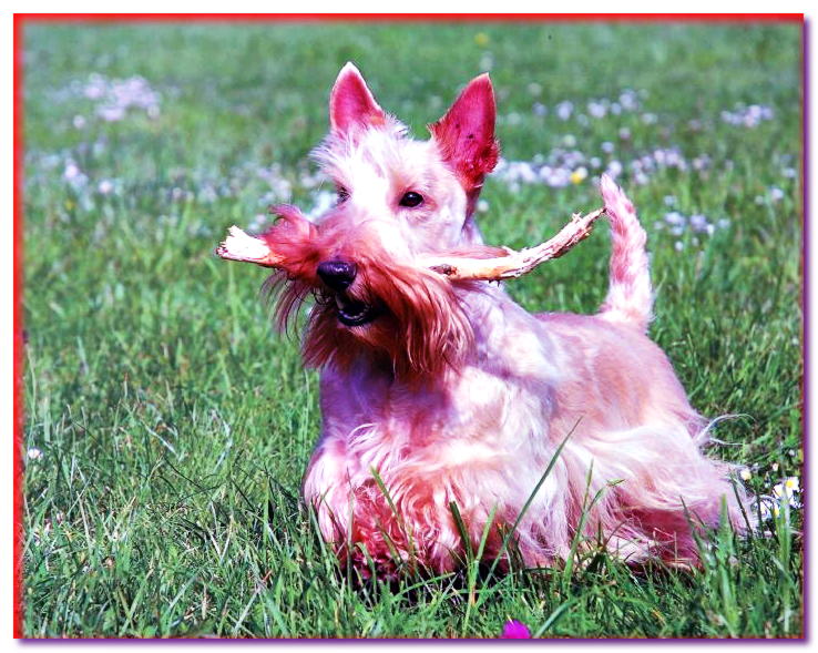Terrier escocés cremoso con un palo en la boca