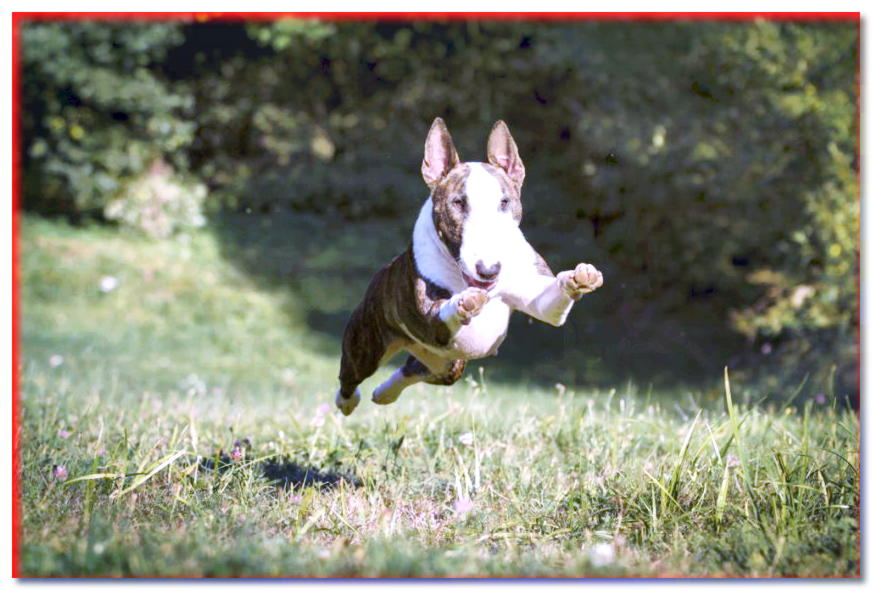 Bull terrier saltando en la hierba
